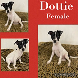 Photo of Dottie Adoption Pending
