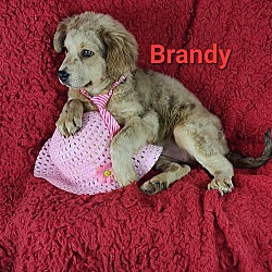 Thumbnail photo of Brandy #2