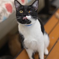 adopt a pet