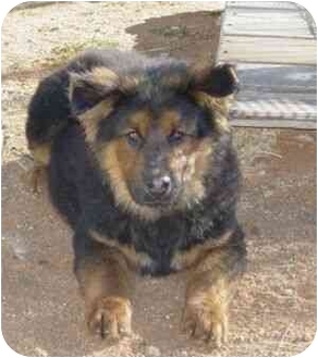 Victorville Ca German Shepherd Dog Meet Bear A Pet For Adoption