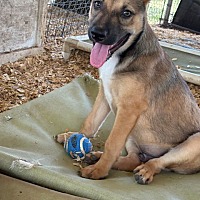 adopt a pet