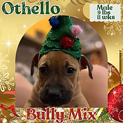 Thumbnail photo of Othello #4