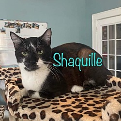 Photo of Shaquille