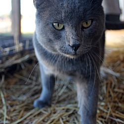 Thumbnail photo of Barn Cat - Bandit #4