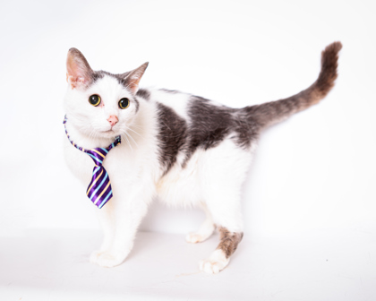Photo of Bagel (Main Campus) (Waived Adoption Fee)