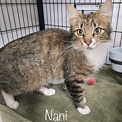 Photo of Nani