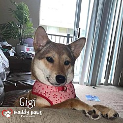 Photo of Gigi (Courtesy Post)