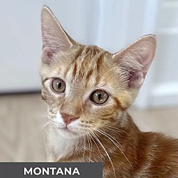 Thumbnail photo of Montana #1