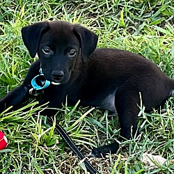 Thumbnail photo of Snax-Adorable Little Lab Mix Pup #4