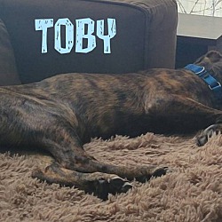 Thumbnail photo of Toby #4