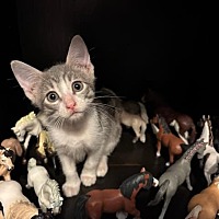 adopt a pet