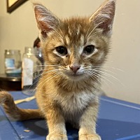 adopt a pet