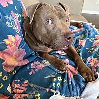 adopt a pet