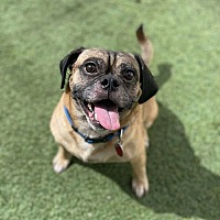 adopt a pet
