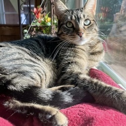 Thumbnail photo of Tiger #1
