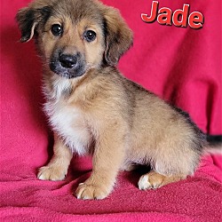 Thumbnail photo of Jade #1