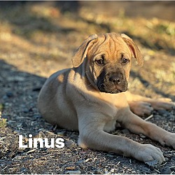 Thumbnail photo of Charlie, Linus #4