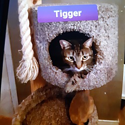 Thumbnail photo of Tigger #1