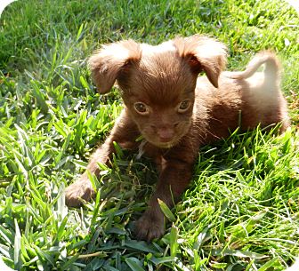 Escondido Ca Chihuahua Meet Praline A Pet For Adoption
