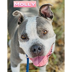 Thumbnail photo of Molly #1