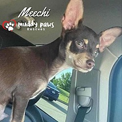 Photo of Meechi (Courtesy Post)