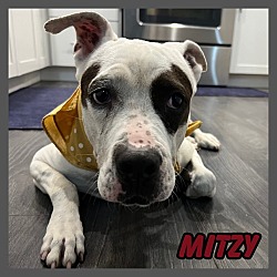 Thumbnail photo of Mitzy #1