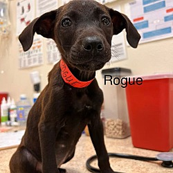 Thumbnail photo of Rogue #1