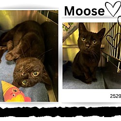 Thumbnail photo of Moose #1