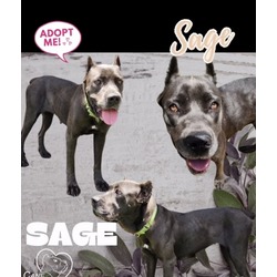 Thumbnail photo of Sage #1