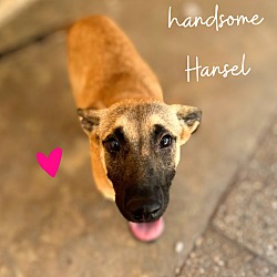 Thumbnail photo of Hansel #1