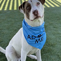 adopt a pet