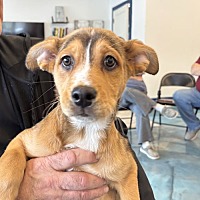 adopt a pet