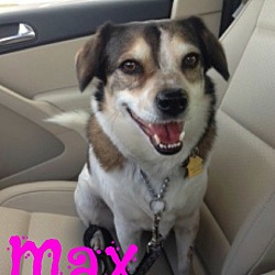 Thumbnail photo of Max Beagle (Courtesy Listing) #1