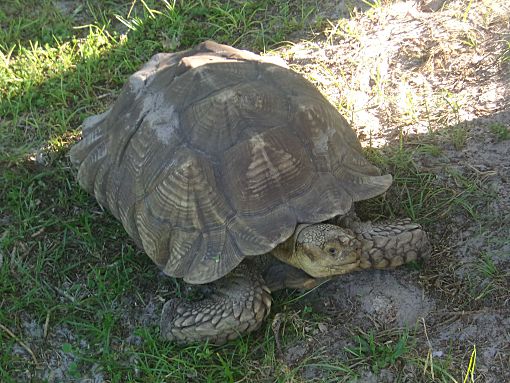 Christmas, FL - Tortoise. Meet Sulcata Tortoises-2 a Pet for Adoption ...