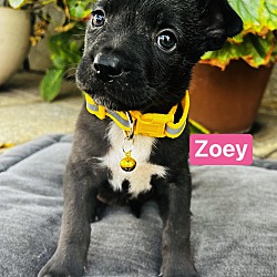 Photo of Zoey