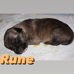 Thumbnail photo of Rune #2