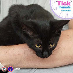 Thumbnail photo of Tick #2