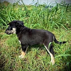 Thumbnail photo of Elyna - Puppy #4 (La Belle) #3