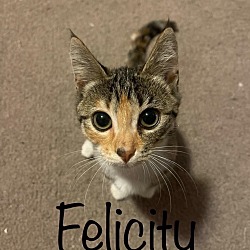 Thumbnail photo of Felicity #2