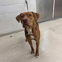 adopt a pet