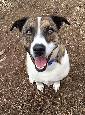 Boise, ID - Plott Hound/Border Collie. Meet Boomer a Pet for Adoption ...