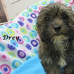Thumbnail photo of Drey #2