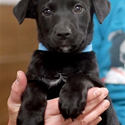 Photo of Boone