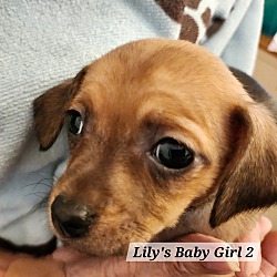 Thumbnail photo of Lily's Baby Girl 2 #1