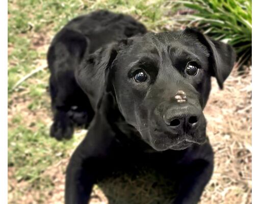 Tucson, AZ - Labrador Retriever. Meet BOYSENBERRY* a Pet for Adoption ...