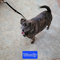 Thumbnail photo of Woody #4