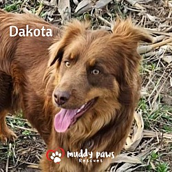 Photo of Dakota (Courtesy Post) - Adoption Pending