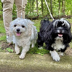 Photo of Rosie and Yoda Bonded Pair