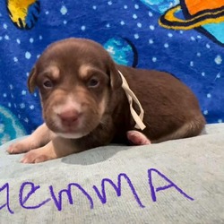 Thumbnail photo of Gemma #1