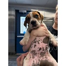 Adopt A Pet :: Woofie - Jackson, MI
